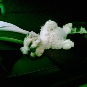 Meet your Posher, Arden